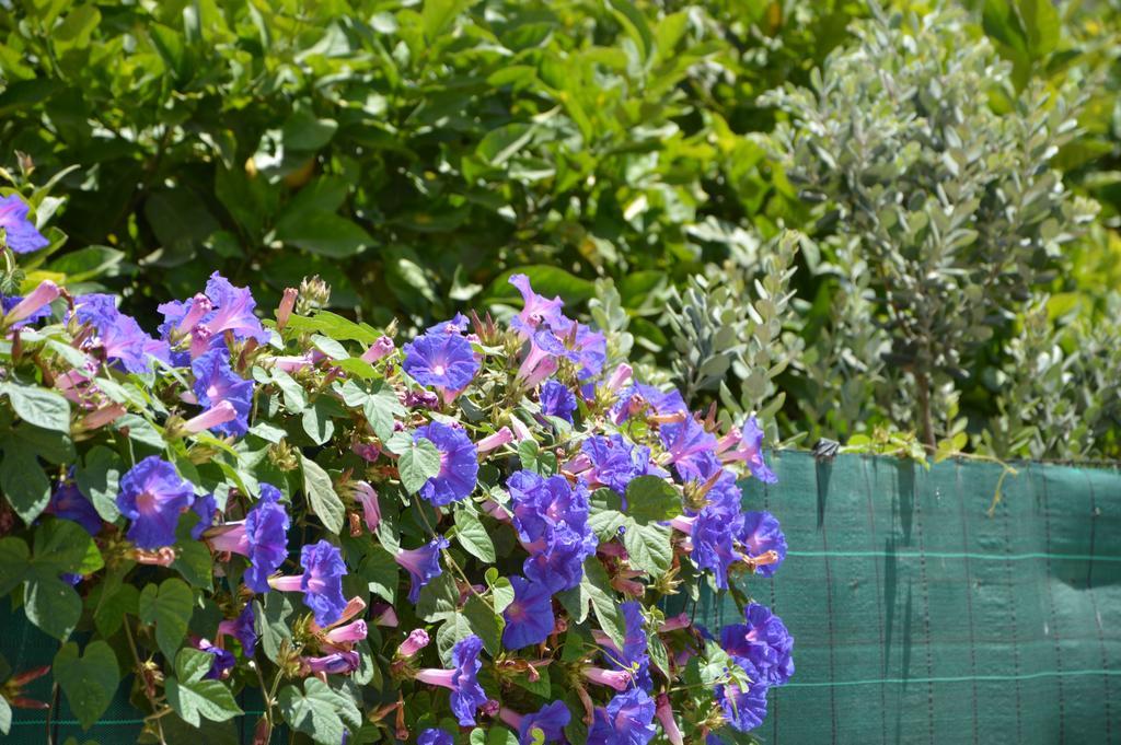 Guest House Al Giardino Dei Limoni Favignana Exterior foto